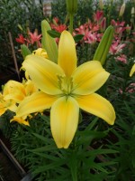 [5004 Summer Breeze No01.JPG]